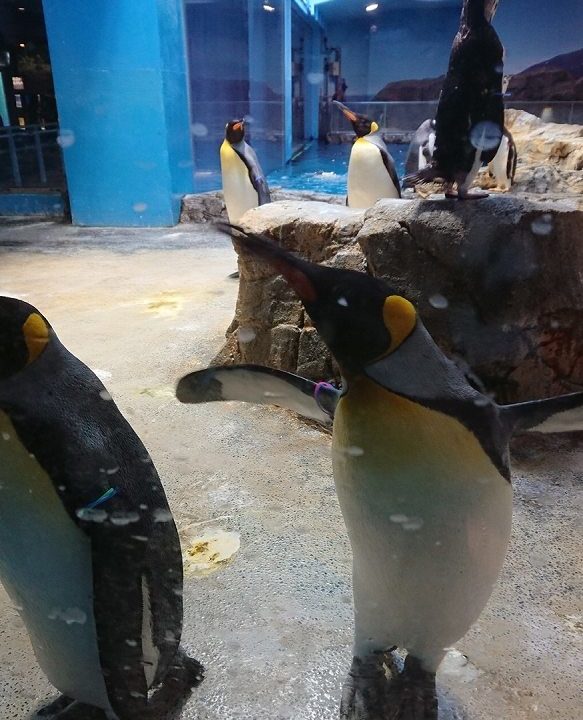ペンギンプール