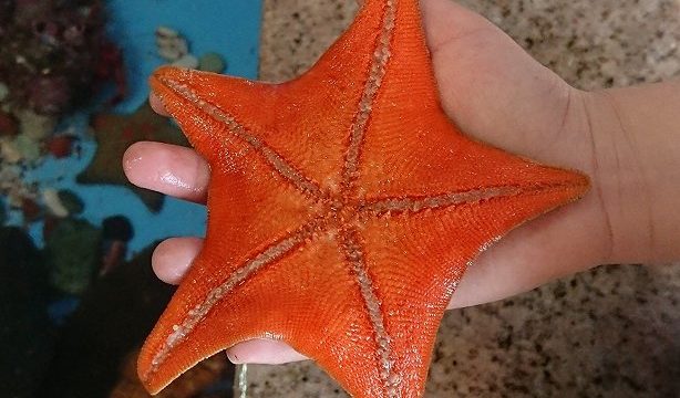 ペンギン水族館タッチプール