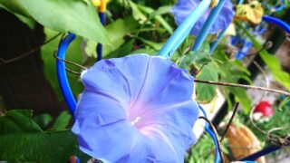 小学校から持ち帰ったアサガオ